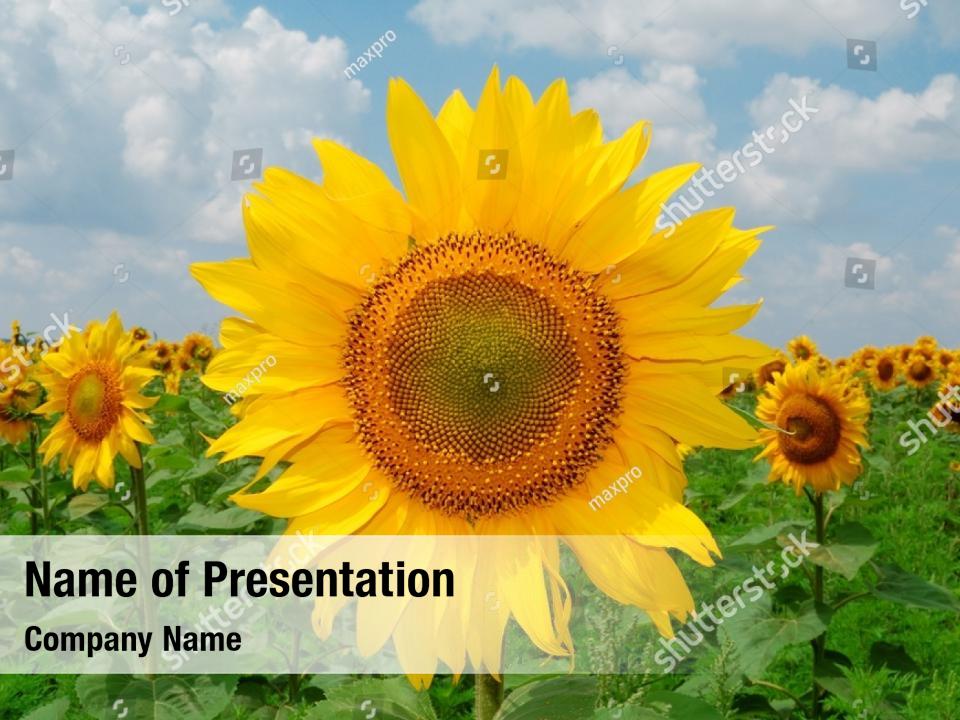 Sunflower Ppt Templates Free Download