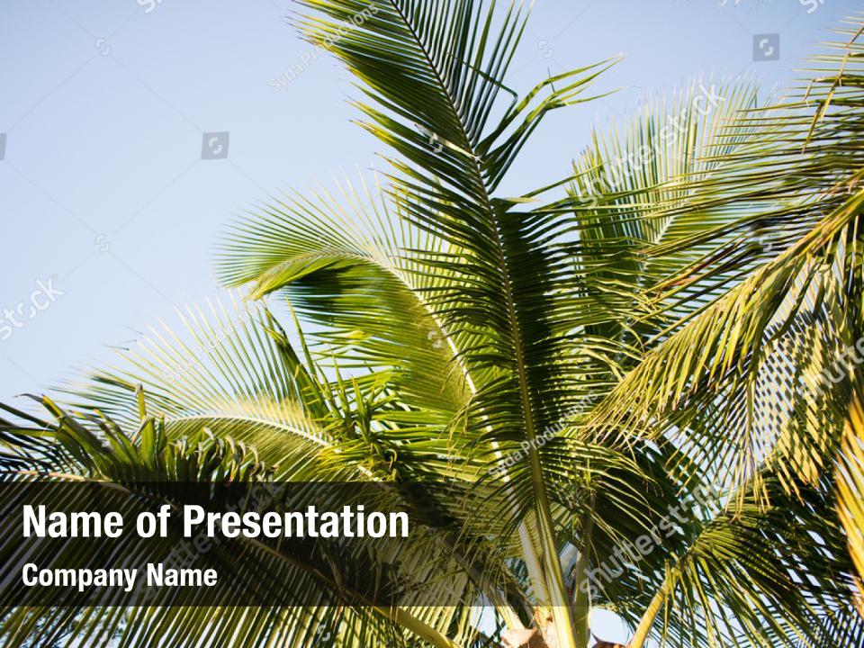 Palm Tree Powerpoint Template