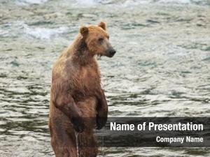 Alaska grizzly bear  