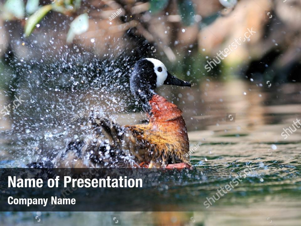 Animal Mandarin Duck PowerPoint Template Animal Mandarin Duck 