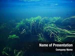 Green abstract background algae underwater