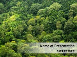 Tropical aerial photo rainforest