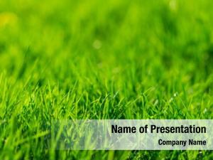Texture green grass  