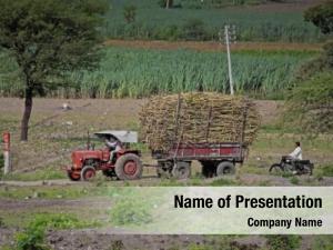 Bundles tractor laded sugarcanes satara,