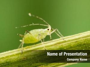 Magnification aphid lifesize  