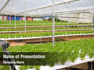 Hydroponic cultivation ppt background