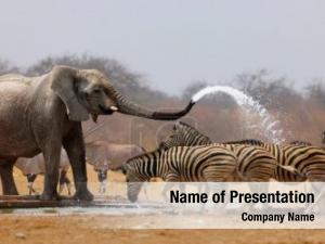 Zebras elephant spraying water keep