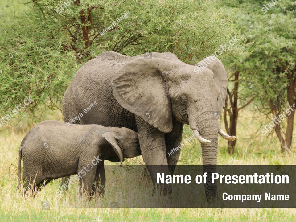 african-elephant-young-african-elephant-powerpoint-template-african