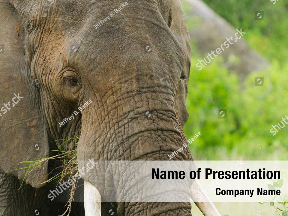 Natural Elephant Closeup African PowerPoint Template Natural Elephant 