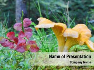 Var cantharellus cibarius   PowerPoint Template