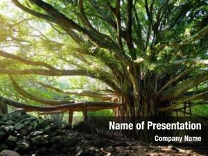 Roots branches hanging big banyan PowerPoint Template