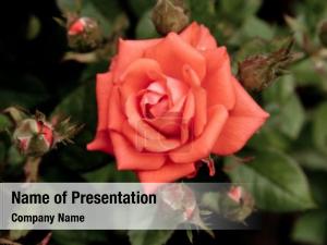 Rose, beautiful pink outdoot, nature