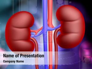 Kidney anatomy 