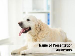 Animals / Pets PowerPoint Templates and Background - DigitalOfficePro