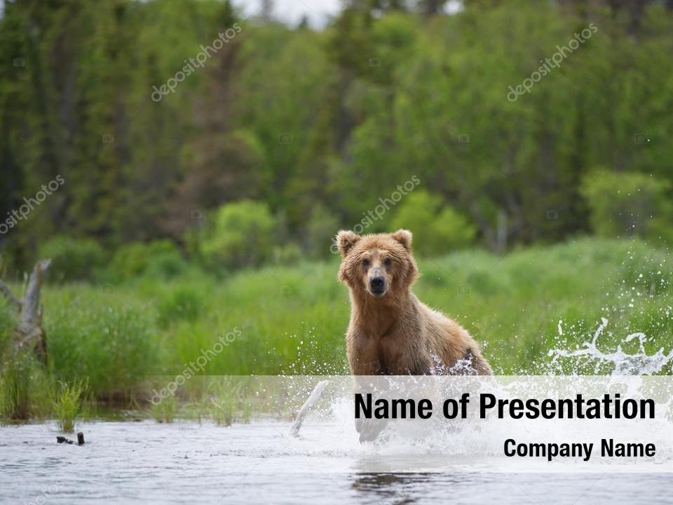 Fishing grizzly bear river rainy