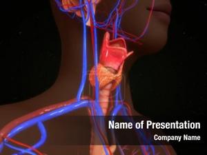 Gland human thyroid  