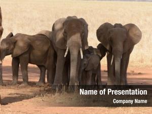 African elephant group