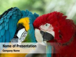 Macaws parrots 