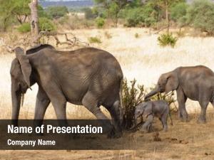 cute indian elephant powerpoint template