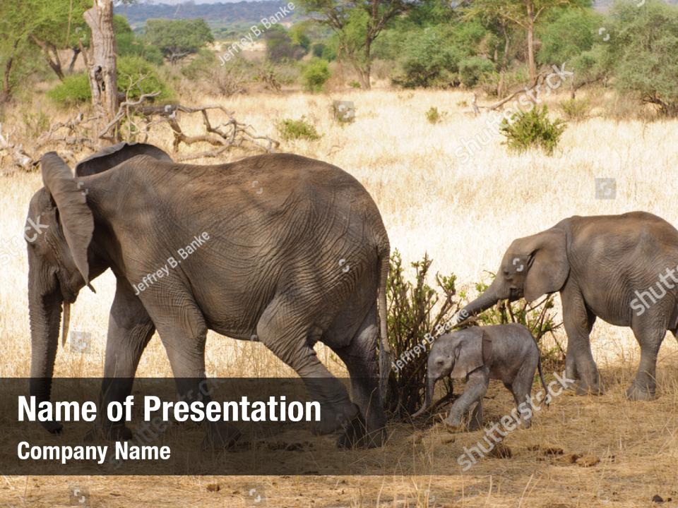 tarangire-elephant-closeup-african-powerpoint-template-tarangire