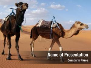 Dromedaries arabian camels (camelus dromedarius)