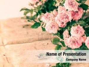 Wooden pink roses table romantic PowerPoint Template