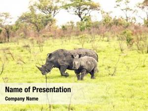 Rhinoceroses in savanna 