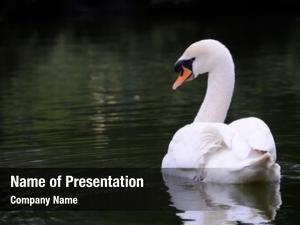Beautiful swan lake white bird