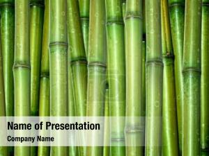Hard green fresh chinese bamboo