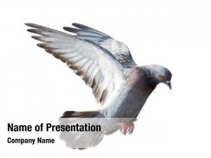 Dove photo flying white 