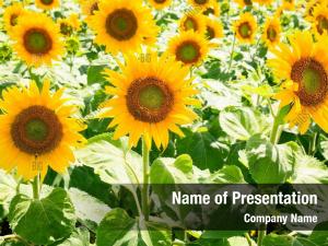 Sunflowers PowerPoint Templates - Sunflowers PowerPoint Backgrounds ...