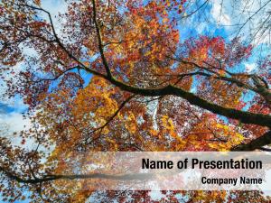 Maple PowerPoint Templates - Maple PowerPoint Backgrounds, Templates ...