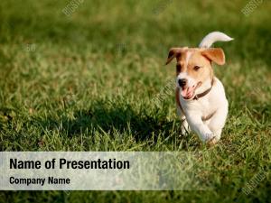 Happy Birthday Puppy PowerPoint Templates - Happy Birthday Puppy ...