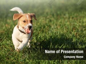 Happy Birthday Puppy PowerPoint Templates - Happy Birthday Puppy ...