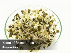 Quality microgreen sprouts control sanitary