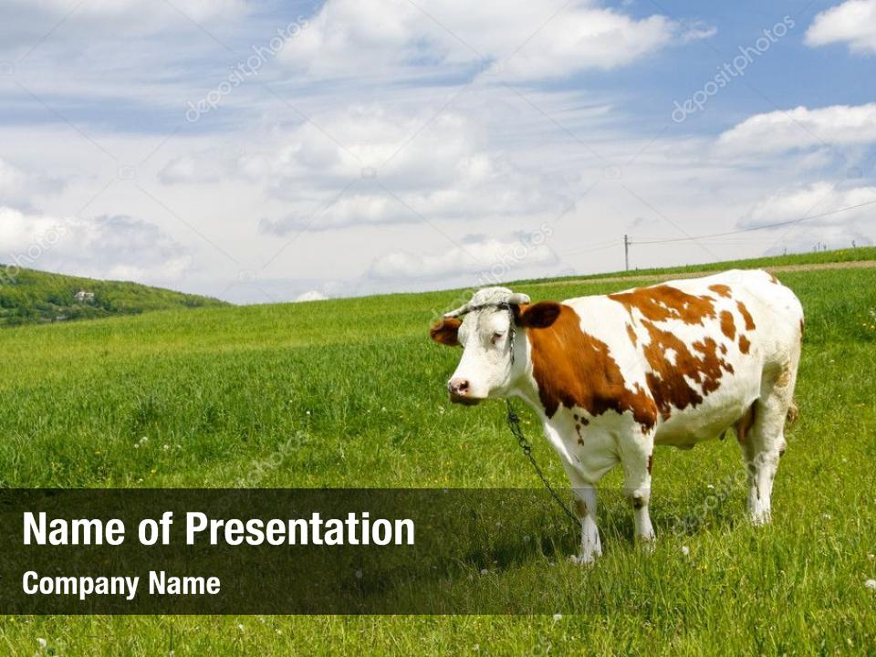 livestock-dairy-cows-powerpoint-template-livestock-dairy-cows