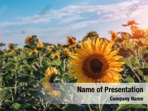 Field of Sunflowers PowerPoint Templates - Field of Sunflowers ...