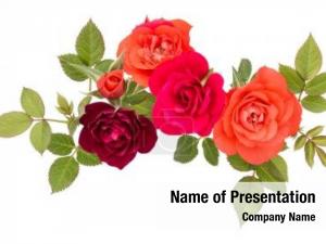 Flower colorful rose bouquet
