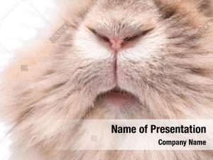 Funny Hand PowerPoint Templates - Funny Hand PowerPoint Backgrounds ...
