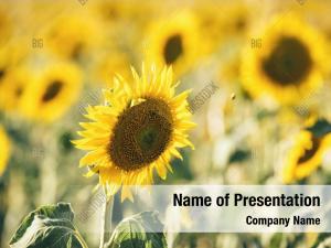 Field of Sunflowers PowerPoint Templates - Field of Sunflowers ...