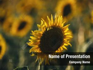 Field of Sunflowers PowerPoint Templates - Field of Sunflowers ...