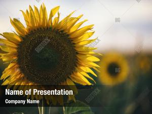 Field Of Sunflowers Powerpoint Templates - Field Of Sunflowers 