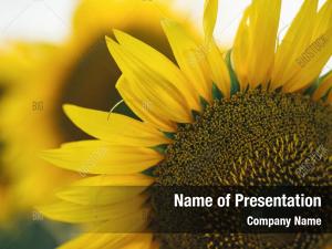 Field of Sunflowers PowerPoint Templates - Field of Sunflowers ...