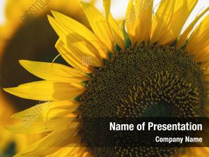 Field of Sunflowers PowerPoint Templates - Field of Sunflowers ...