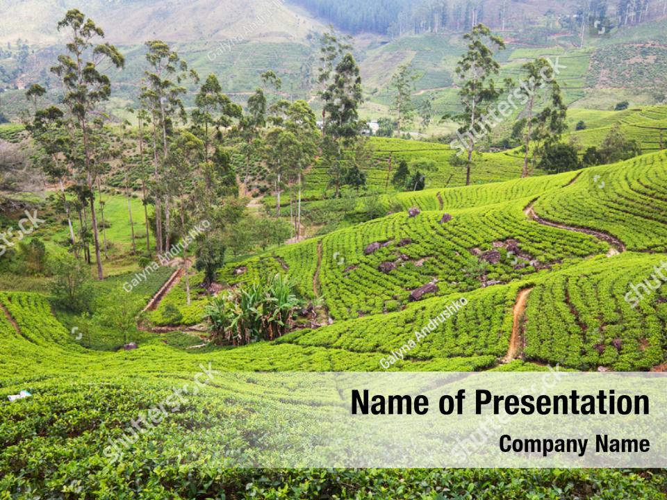 tea-plantation-field-powerpoint-template-tea-plantation-field