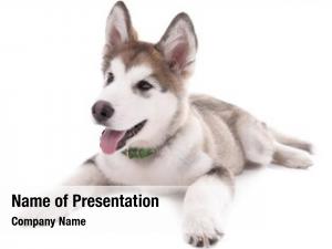 Wolf PowerPoint Templates - Wolf PowerPoint Backgrounds, Templates for ...