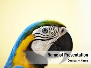 Wild portrait tropical parrot 