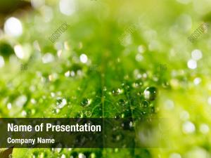 Dew PowerPoint Templates - Dew PowerPoint Backgrounds, Templates for ...