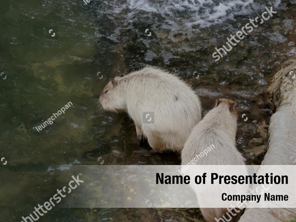Capybara mammal PowerPoint Template Capybara mammal PowerPoint Background