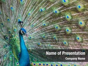 Peacock PowerPoint Templates - Peacock PowerPoint Backgrounds ...